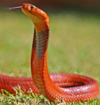 screen-shot-2016-11-12-at-3-04-05-pm