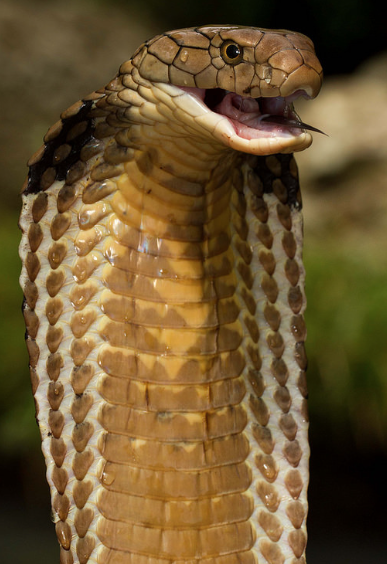 screen-shot-2016-11-12-at-3-15-27-pm