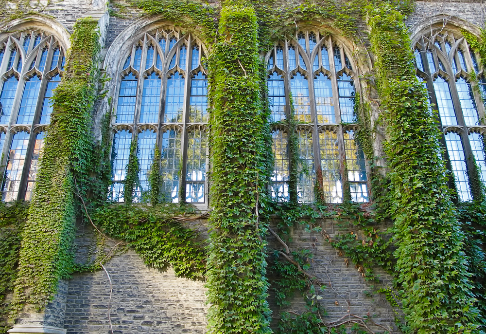 ivy-walls